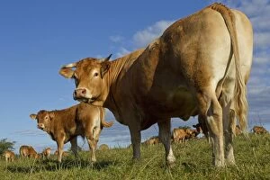 Images Dated 7th July 2012: Cattle - Limousin breed
