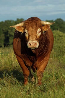 Images Dated 7th July 2012: Cattle - Limousin breed