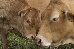 Images Dated 6th July 2012: Cattle - Limousin breed - adult & calf Cattle - Limousin breed - adult & calf