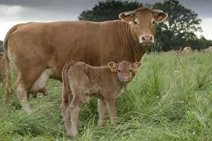 Images Dated 6th July 2012: Cattle - Limousin breed - adult & young calf Cattle - Limousin breed - adult & young calf