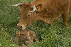 Images Dated 6th July 2012: Cattle - Limousin breed - adult & young calf Cattle - Limousin breed - adult & young calf