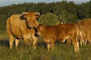 Images Dated 7th July 2012: Cattle - Limousin breed - adult & young Cattle - Limousin breed - adult & young