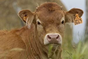 Images Dated 6th July 2012: Cattle - Limousin breed - calf