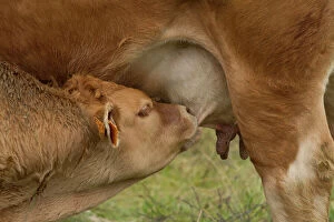 Images Dated 6th July 2012: Cattle - Limousin breed - calf feeding / suckling