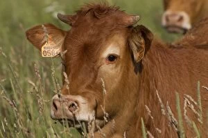 Images Dated 6th July 2012: Cattle - Limousin breed - close-up of head