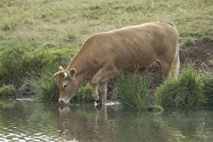 Cattle - Limousin breed - drinking