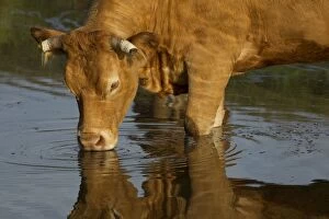 Images Dated 6th July 2012: Cattle - Limousin breed - drinking