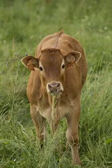 Images Dated 6th July 2012: Cattle - Limousin breed - eating