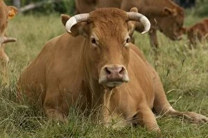 Images Dated 6th July 2012: Cattle - Limousin breed - laying down