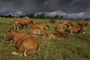 Images Dated 6th July 2012: Cattle - Limousin breed - laying down