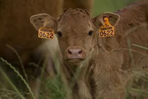 Images Dated 6th July 2012: Cattle - Limousin breed - young calf