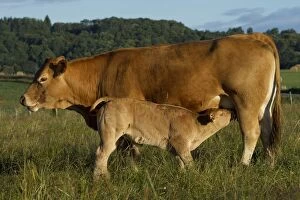Cattle - Limousin breed - young calf feeding / suckling