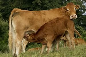Images Dated 6th July 2012: Cattle - Limousin breed - young suckling