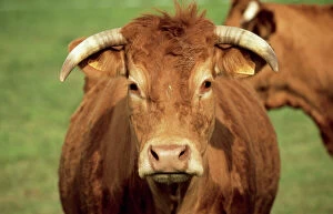 Heads Gallery: CATTLE - Limousin Bull, close-up of face