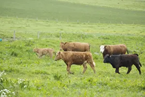 Cattle in Meadow Orkney Mainland MA002319