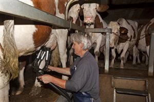 Images Dated 22nd July 2011: Cattle - milking diary cows