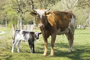 Cattle - Mother with young - The netherlands, Overijssel, Ommen, Eerder achterbroek