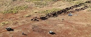 Cattle mustering - aerial image.Helicopter mustering