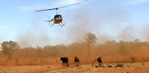 Cattle mustering - aerial image.by helicopter on
