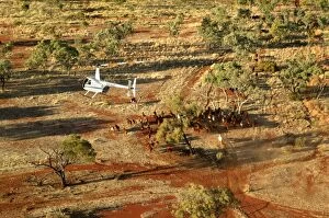Cattle mustering - aerial image.Helicopters are