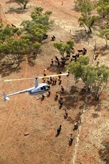 Images Dated 14th September 2004: Cattle mustering - aerial photograph.by helicopter