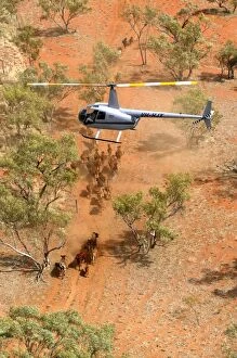 Cattle mustering - aerial photograph.by helicopter