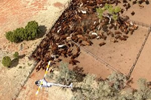 Cattle mustering - aerial photograph.Helicopters