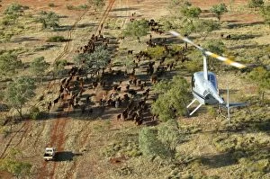 Cattle mustering with helicopter - aerial photograph.In