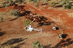 Images Dated 14th September 2004: Cattle mustering with helicopter - aerial photograph.In