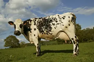 Farm Animal Prints: Cattle Norman Dairy Cow In field