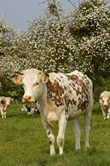 Herds Prints: Cattle - Normande Breed - cow in field. France
