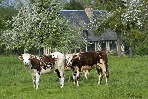 Normande Prints: Cattle - Normande Breed - two cows in field with cottage behind. France