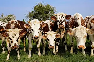 Cattle Prints: Cattle - Normande Breed - cows in field facing camera. France