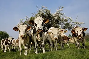 Farm Animal Prints: Cattle - Normande Breed - herd in field facing camera