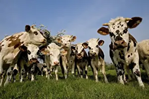 Cattle - Normande Breed - herd in field facing camera