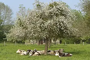 Normande Prints: Cattle - Normande Breed - herd resting under tree in blossom
