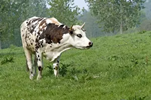 Normandy Prints: Cattle - Normandy Cow