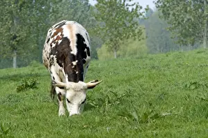 Normandy Prints: Cattle - Normandy Cow grazing