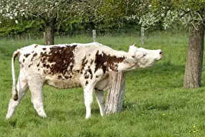 Normandy Prints: Cattle - Normandy Cow scratching neck on old tree stump