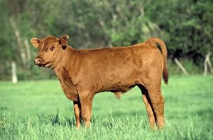 Bullock Gallery: Cattle - Red Angus Calf few days old at pasture