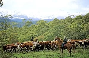 Branding Gallery: Cattle being rounded up for branding Snowy Mountains