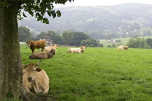 Cattle on rural farmland near the town of