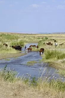Images Dated 17th July 2008: Cattle of Russian farmers grazes along a small river (a tributary of river Ural)