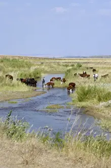 Steppe Prints: Cattle of Russian farmers grazes along a small river (a tributary of river Ural)