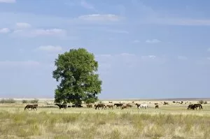 Images Dated 17th July 2008: Cattle of Russian farmers grazes in steppe near Russia-Kazakhstan border
