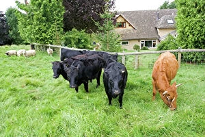 Herds Collection: Cattle - small herd of Dexter cows and orphan lambs in small field Cotswolds UK