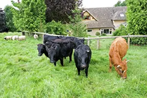 Cattle Prints: Cattle - small herd of Dexter cows and orphan lambs in small field Cotswolds UK