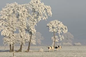 Images Dated 22nd December 2007: Cattle - in snow