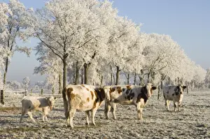 Cattle - in snow