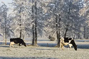 Rime Prints: Cattle - in snow